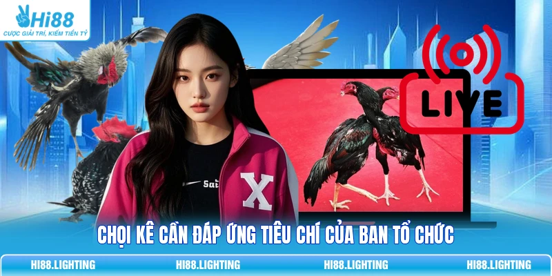 Chọi kê cần đáp ứng tiêu chí của ban tổ chức