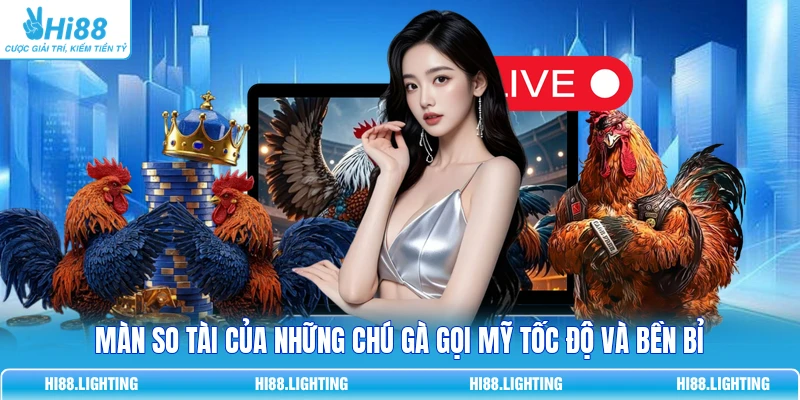 Màn so tài của những chú gà gọi Mỹ tốc độ và bền bỉ 